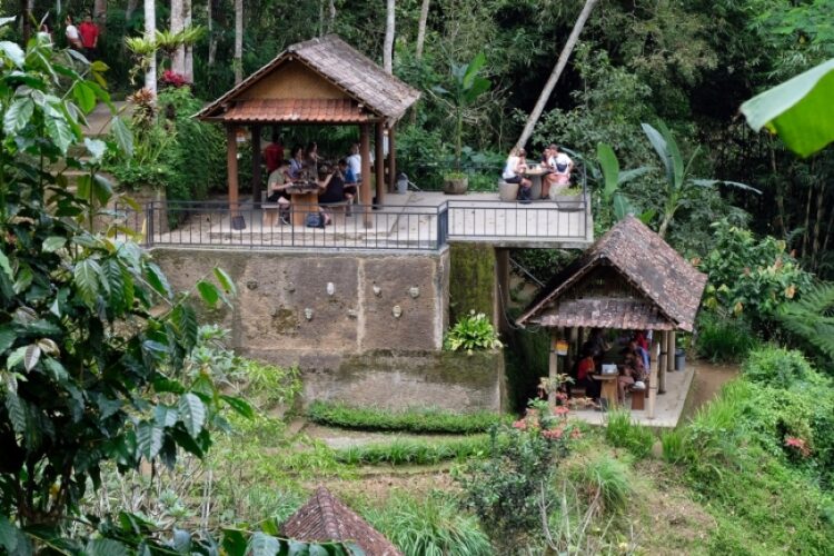 Nikmatnya Kopi Luwak dalam Dekap Sejuk Pegunungan Kintamani