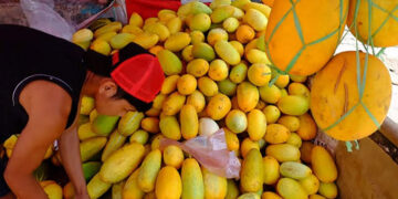 Ramadhan Datang, Timun Suri pun Terhidang