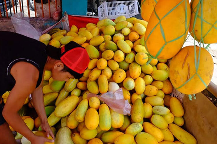 Ramadhan Datang, Timun Suri pun Terhidang