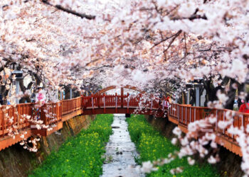 Ingin Menyaksikan Sakura Mekar Selain di Jepang? Ini Bocorannya