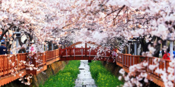 Ingin Menyaksikan Sakura Mekar Selain di Jepang? Ini Bocorannya