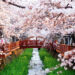 Ingin Menyaksikan Sakura Mekar Selain di Jepang? Ini Bocorannya