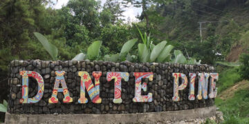 Nikmati Pesona Alam Hutan Pinus di Dante Pine, Enrekang