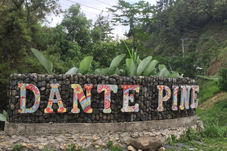Nikmati Pesona Alam Hutan Pinus di Dante Pine, Enrekang