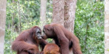 Berkunjung ke Tanjung Puting Lihat Orangutan? Perhatikan Beberapa Hal Ini!