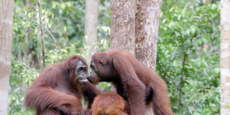 Berkunjung ke Tanjung Puting Lihat Orangutan? Perhatikan Beberapa Hal Ini!