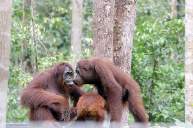 Berkunjung ke Tanjung Puting Lihat Orangutan? Perhatikan Beberapa Hal Ini!