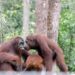 Berkunjung ke Tanjung Puting Lihat Orangutan? Perhatikan Beberapa Hal Ini!