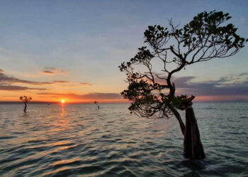 Pantai Walakiri, Memburu Sunset dan Dancing Mangroves