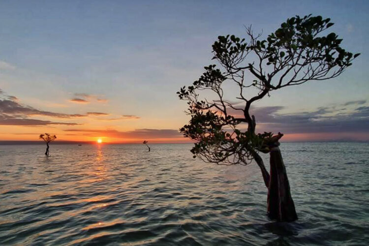 Pantai Walakiri, Memburu Sunset dan Dancing Mangroves