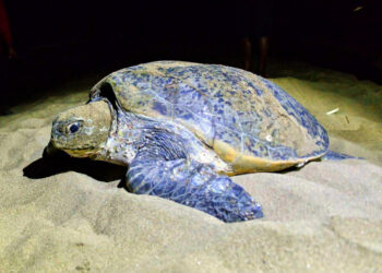 Yuk, Lihat Penyu Belimbing Bertelur di Kawasan Konservasi Meru Betiri