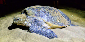 Yuk, Lihat Penyu Belimbing Bertelur di Kawasan Konservasi Meru Betiri