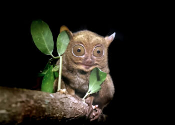 Bukit Peramun, Pesona Lain Wisata Belitung