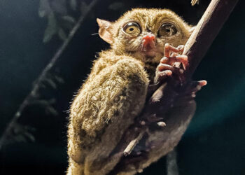 Ayo Kunjungi Bangka Belitung Untuk Berwisata Kuliner dan Melihat Tarsius