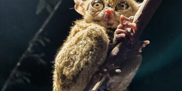 Ayo Kunjungi Bangka Belitung Untuk Berwisata Kuliner dan Melihat Tarsius