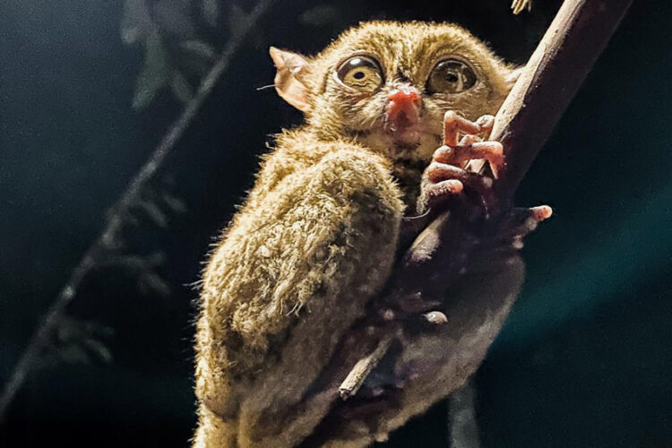 Ayo Kunjungi Bangka Belitung Untuk Berwisata Kuliner dan Melihat Tarsius