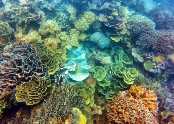 5 Spot Snorkeling Super Keren di Kepulauan Seribu, Jakarta