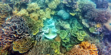 5 Spot Snorkeling Super Keren di Kepulauan Seribu, Jakarta