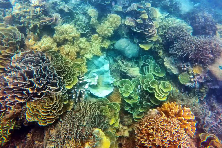 5 Spot Snorkeling Super Keren di Kepulauan Seribu, Jakarta