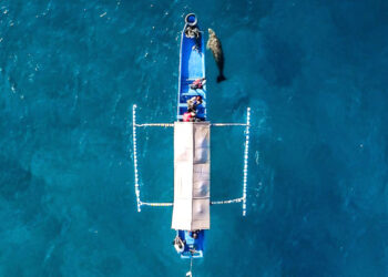 Menyaksikan Mawar Si Penghuni Perairan Pantai Mali di Alor