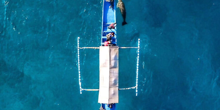 Menyaksikan Mawar Si Penghuni Perairan Pantai Mali di Alor