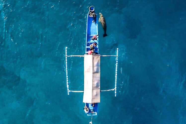 Menyaksikan Mawar Si Penghuni Perairan Pantai Mali di Alor