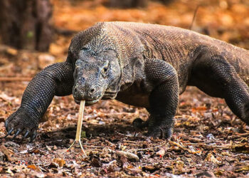 Jadi Wilayah Konservasi, Wisatawan Harus Rogoh Kocek Tiga Jutaan Kunjungi Pulau Komodo atau Pulau Padar