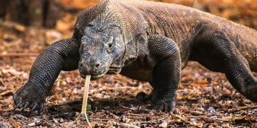 Jadi Wilayah Konservasi, Wisatawan Harus Rogoh Kocek Tiga Jutaan Kunjungi Pulau Komodo atau Pulau Padar