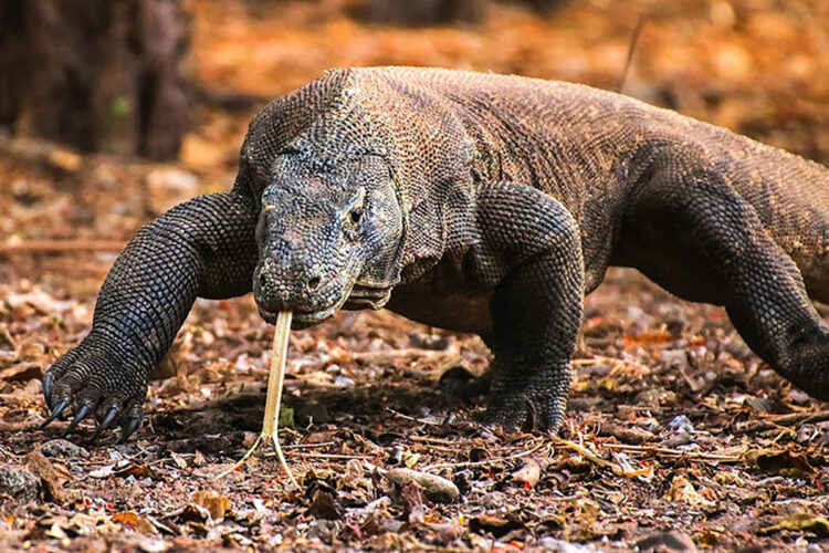 Jadi Wilayah Konservasi, Wisatawan Harus Rogoh Kocek Tiga Jutaan Kunjungi Pulau Komodo atau Pulau Padar