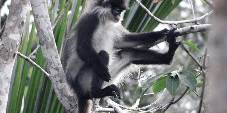 Miliki Geopark Nasional, Pulau Natuna Ekowisata Potensial di Tanah Air