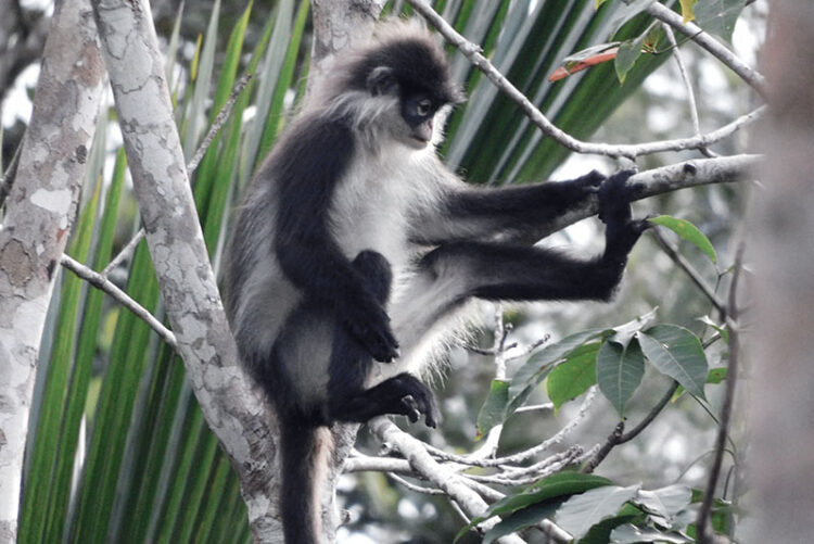Miliki Geopark Nasional, Pulau Natuna Ekowisata Potensial di Tanah Air
