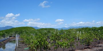 Ekowisata Mangrove di Bali: Inovasi Wisata dan Kuliner Berkelanjutan