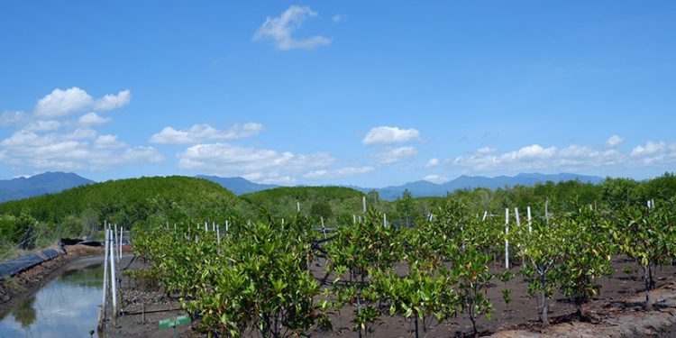Ekowisata Mangrove di Bali: Inovasi Wisata dan Kuliner Berkelanjutan