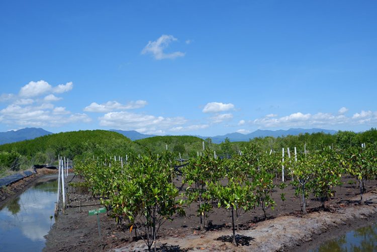 Ekowisata Mangrove di Bali: Inovasi Wisata dan Kuliner Berkelanjutan