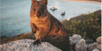 Swan Valley dan Rottnest Island, Liburan Keluarga yang Tak Terlupakan dari Australia Barat