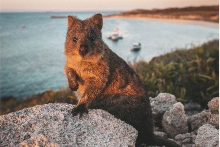 Swan Valley dan Rottnest Island, Liburan Keluarga yang Tak Terlupakan dari Australia Barat