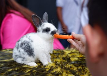 Laska Hotel Subang Hadirkan Animal Feeding untuk Anak, Meriahkan HUT ke-80 RI