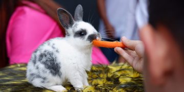 Laska Hotel Subang Hadirkan Animal Feeding untuk Anak, Meriahkan HUT ke-80 RI