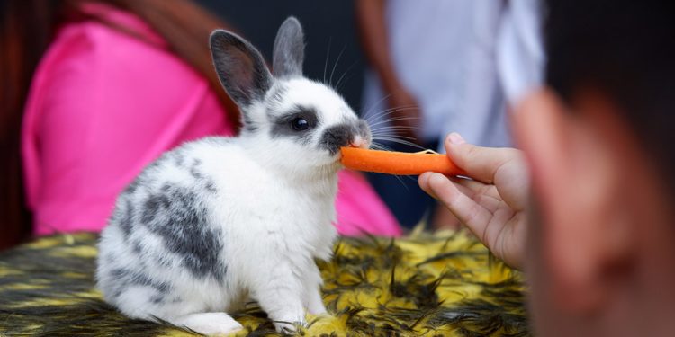 Laska Hotel Subang Hadirkan Animal Feeding untuk Anak, Meriahkan HUT ke-80 RI
