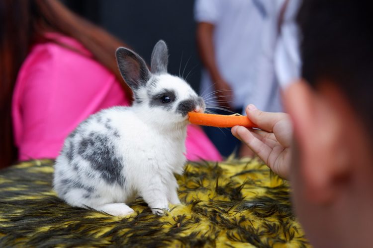 Laska Hotel Subang Hadirkan Animal Feeding untuk Anak, Meriahkan HUT ke-80 RI