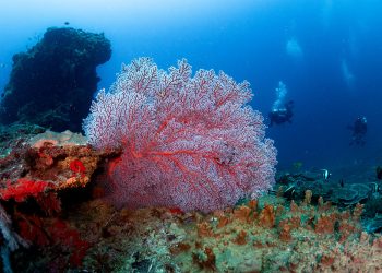 Menembus Kedalaman Sipalay, Menemukan Rumah Rahasia yang Hilang di Laut Filipina