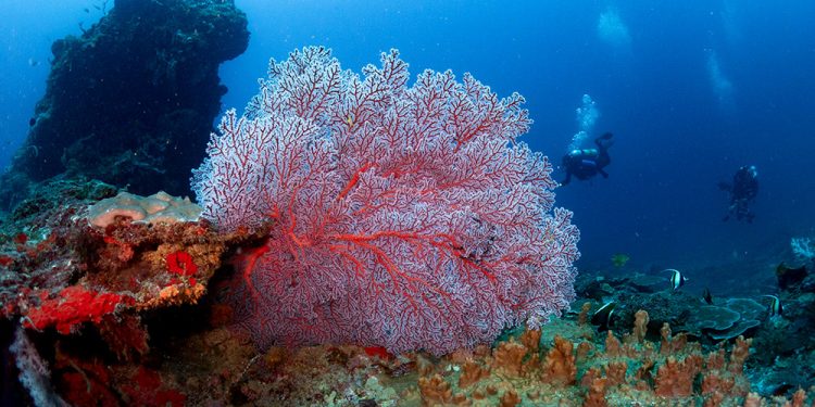 Menembus Kedalaman Sipalay, Menemukan Rumah Rahasia yang Hilang di Laut Filipina