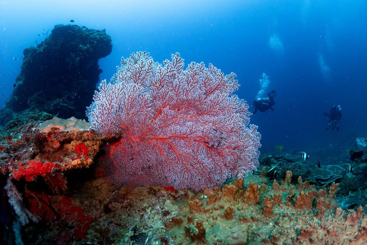 Menembus Kedalaman Sipalay, Menemukan Rumah Rahasia yang Hilang di Laut Filipina