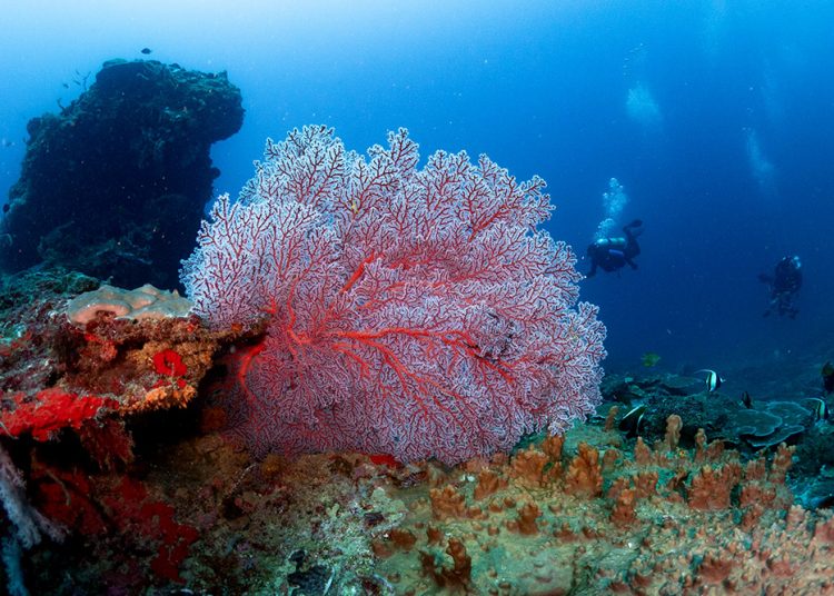 Menembus Kedalaman Sipalay, Menemukan Rumah Rahasia yang Hilang di Laut Filipina